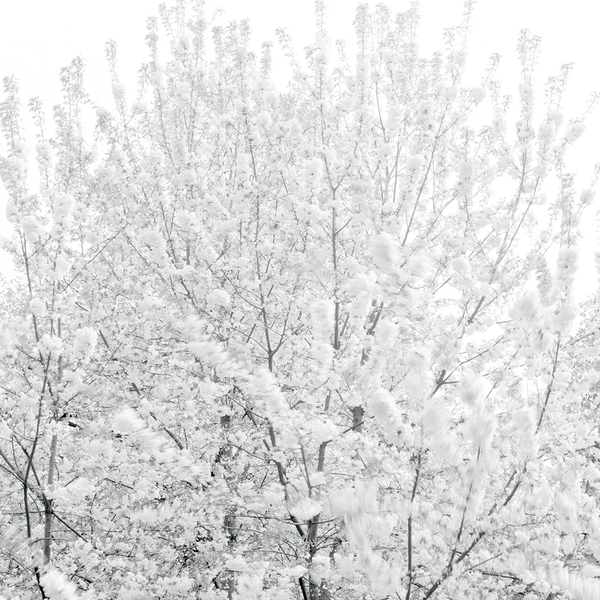 Blühender Kirschbaum